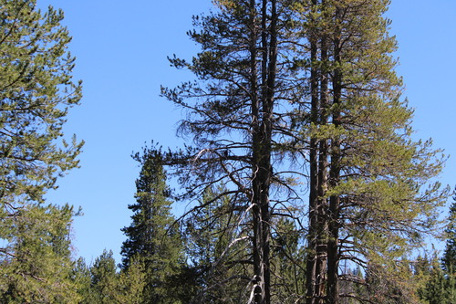 iNaturalist observation photo of Red-tailed Hawk