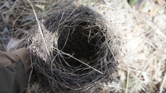 Aves
