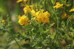 Chelidonium asiaticum