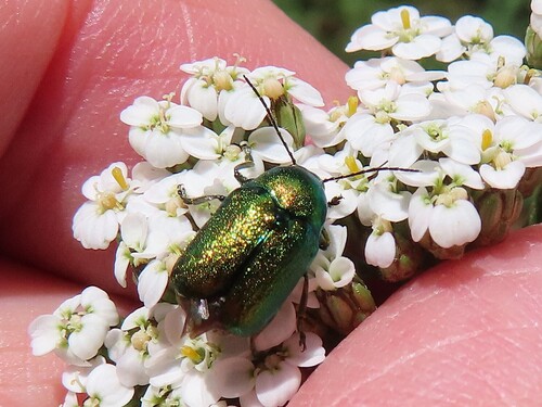 Cryptocephalus sericeus