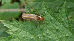 Lycocerus arisanensis