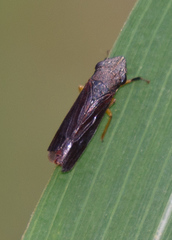 Homalodisca insolita