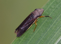 Homalodisca insolita