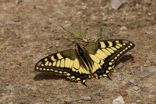 Old World Swallowtail