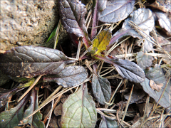Ajuga