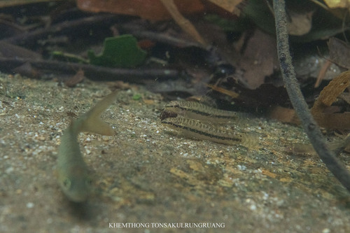 Phuket Zipper Loach
