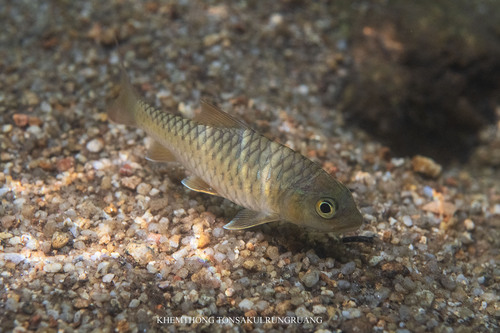 Golden Mahseer Barb