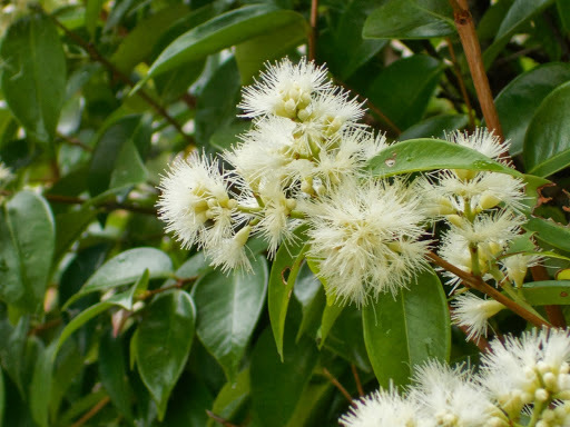 Syzygium zeylanicum (Flora Singapore List S) · iNaturalist