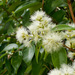 Syzygium zeylanicum - Photo (c) 106611639464075912591, alguns direitos reservados (CC BY-NC-SA), uploaded by 106611639464075912591