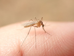 Culex pipiens