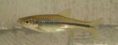Rasbora steineri
