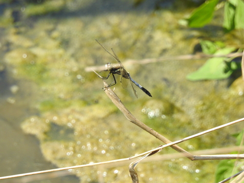 Black-tailed Skimmer