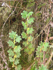 Alchemilla stuhlmannii