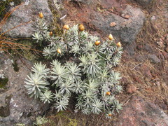 Helichrysum stuhlmannii