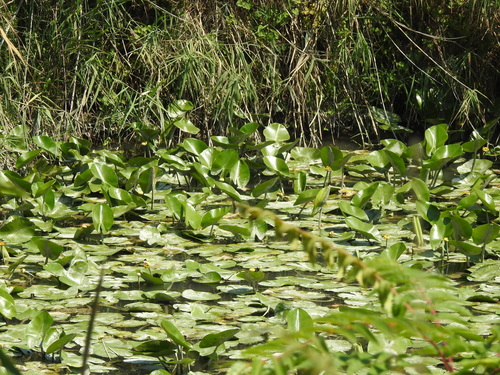 yellow water-lily