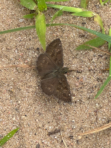 Dingy Skipper