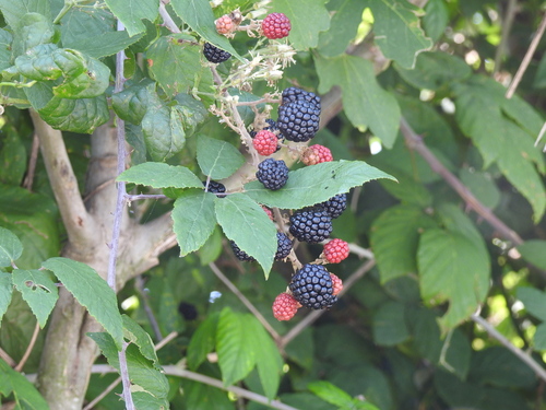 elmleaf blackberry