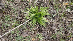 Cichorium intybus
