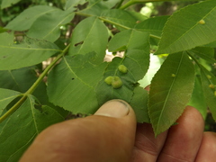 Phylloxera notabilis