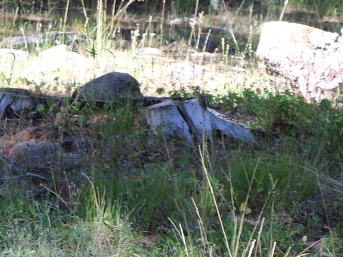 iNaturalist observation photo of Western Chipmunks