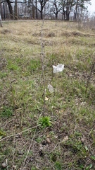 Cichorium intybus
