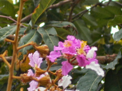 Lagerstroemia floribunda