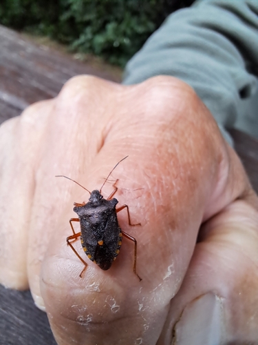 Forest Bug