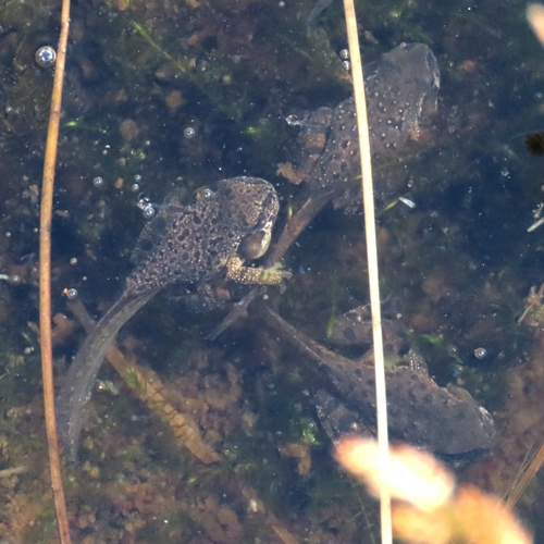 iNaturalist observation photo of Pacific chorus frog