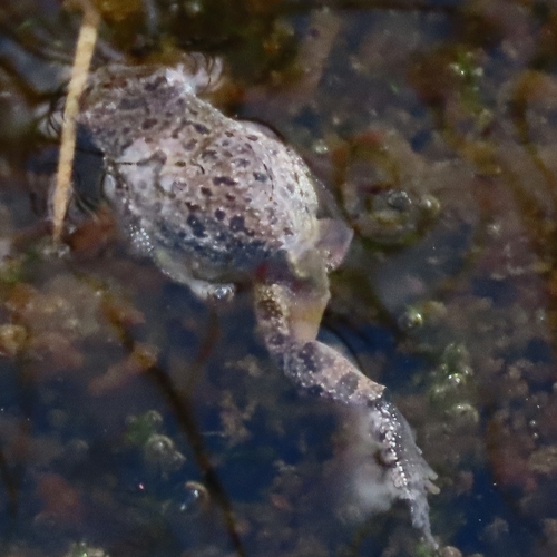 iNaturalist observation photo of Pacific chorus frog