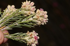 Phylica lachneaeoides