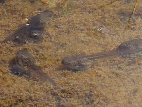 iNaturalist observation photo of Typical Frogs