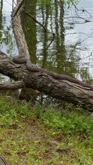 Nerodia erythrogaster