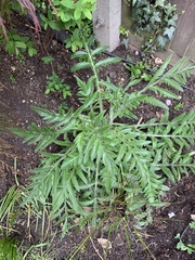 Angiospermae