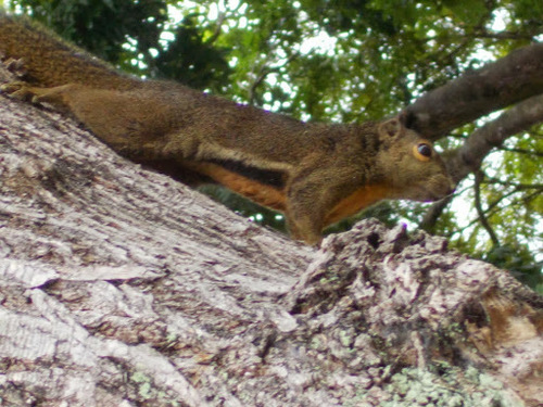 Plantain Squirrel, photo 4 of 10