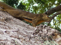 Plantain Squirrel photo 1