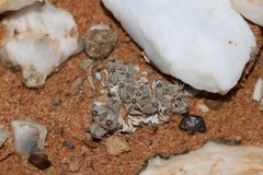 Trichodiadema marlothii