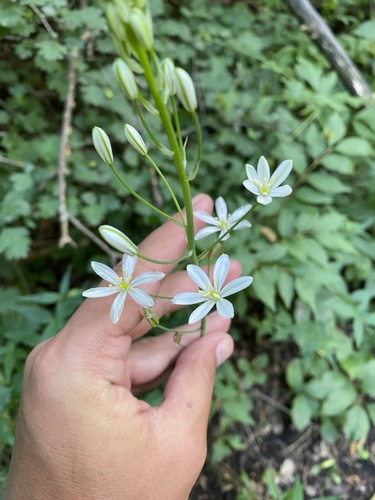Ornithogalum ponticum, photograph 3