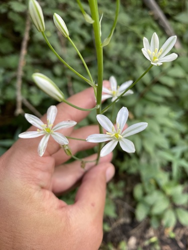 Ornithogalum ponticum, photograph 4