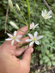 (c) Илья Руденко, some rights reserved (CC BY) Ornithogalum ponticum, photograph (c) Илья Руденко, some rights reserved (CC BY)