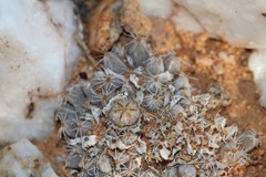 Trichodiadema marlothii