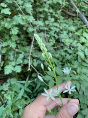 (c) Илья Руденко, some rights reserved (CC BY) Ornithogalum ponticum, photograph (c) Илья Руденко, some rights reserved (CC BY)