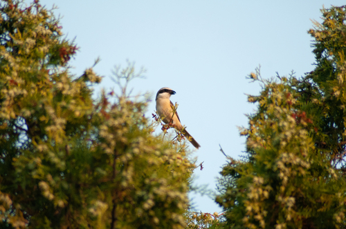 Brown Shrike
