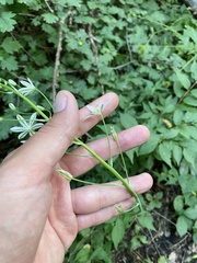 Ornithogalum ponticum, photograph (c) Илья Руденко, some rights reserved (CC BY)