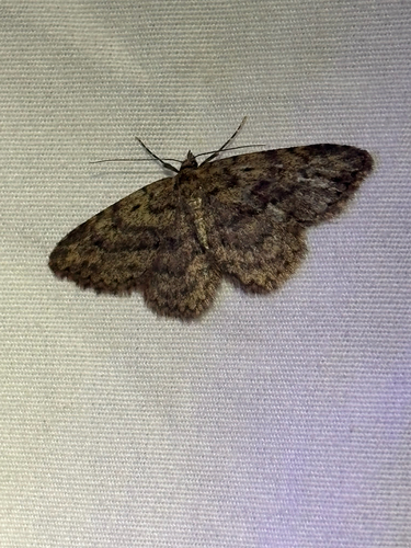 iNaturalist observation photo of Mycterophora