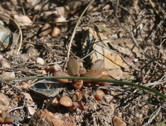 Mesembryanthemum paulum