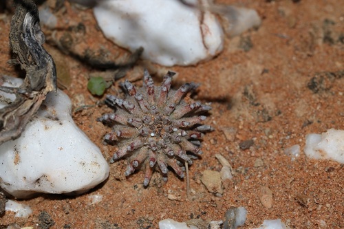 Euphorbia susannae, photograph 5