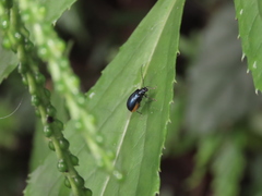 Arthrotus abdominalis