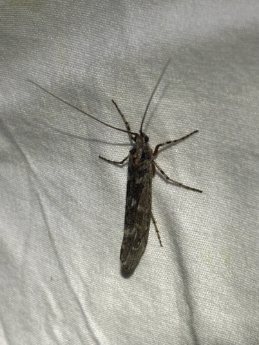 iNaturalist observation photo of Lenarchus