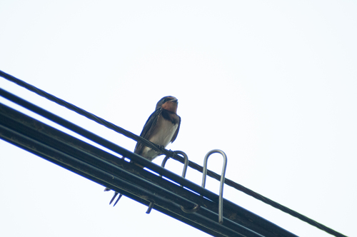 Barn Swallow