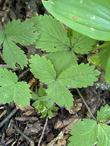 Potentilla micrantha, photograph 6